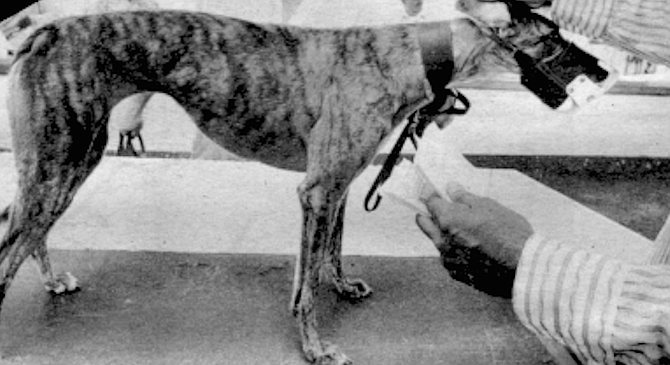 Deciphering the Scale: The Crucial Role of Weight in Greyhound Racing  Success