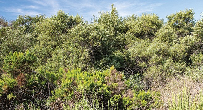 The lush arroyo willow forest contains the non-native Tree-of-Heaven