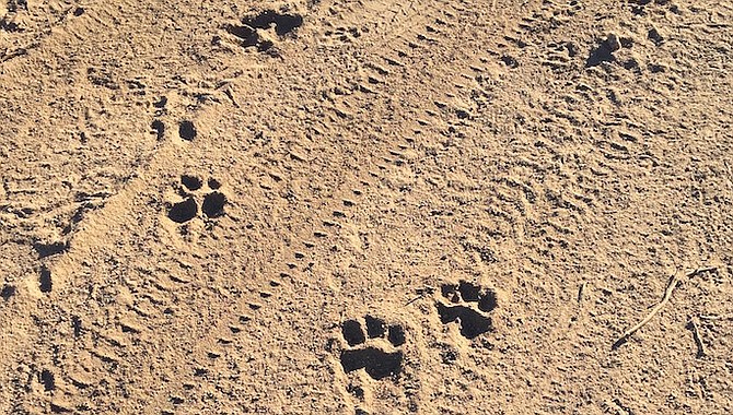 Alpine's Dan Scott was grading his driveway and saw these footprints.