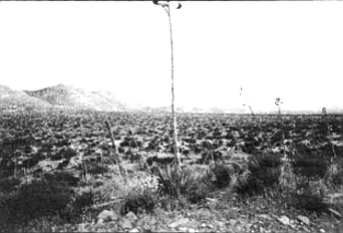 Davies Valley. On all sides of us is a wide plain covered with creosote, cholla, salt bush, and other shrubs.