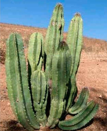 Lophocerus schotti cactus in the Valle de los Cirios were destroyed in last year's Baja 1000.