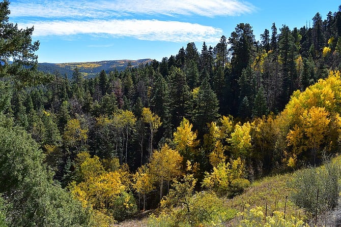 Quaking aspen colors on the High Road to Taos near Taos, New Mexico early October 2018.