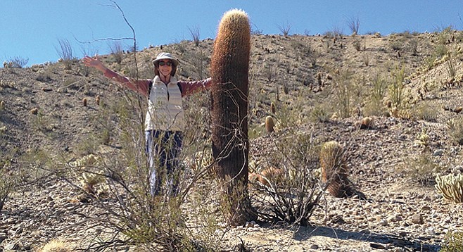 Some barrel cacti are well over 5 feet in height