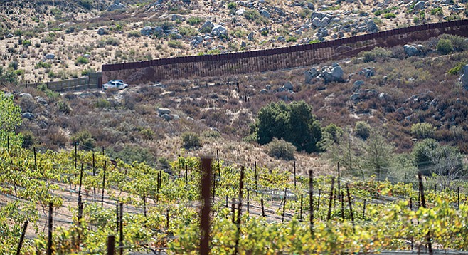 The grape vines at Campo Creek overlook the border fence.