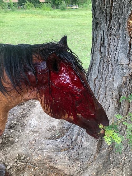 Choco, the horse most severely injured in attack.