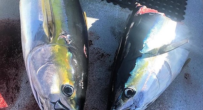 "Taxed" tuna at Guadalupe Island - Image by Kevin Mattson, Excel Sportfishing