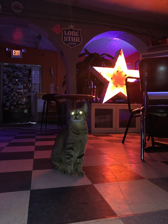 Meeting Ting Ting, Big Star Bar's resident cat.