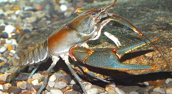 To use crawdads for bait was like fishing for silver with gold.