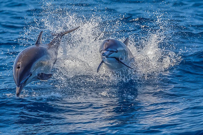 Common dolphins seen during a whale watch trip in San Diego