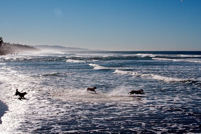 Del Mar Dog Beach (Titus Winters)