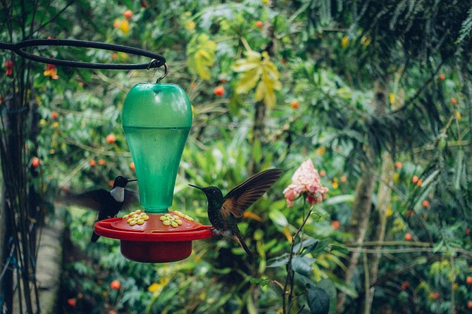Hummingbird at the Colibri house in Acaime Nature Reserve.