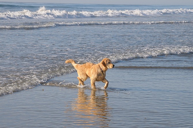 Dog Beach (George Lamson)