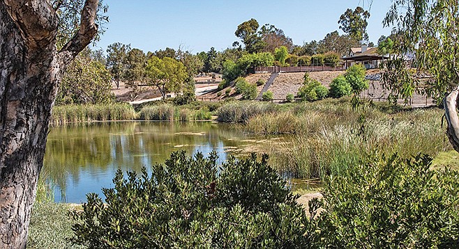 Look for birds at Poway Pond
