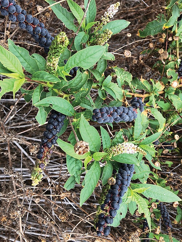 Pokeweed is a non-native that has become naturalized in this area