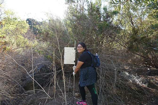 Image courtesy of SD River Park Foundation
Insect trap in brush near the San Diego River