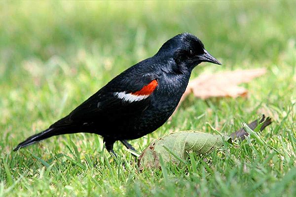 Tri-colored blackbird