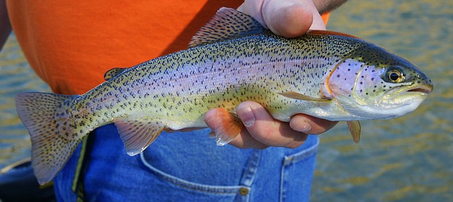 “Rainbow trout numbers dwindling in remote locations where they were once plentiful.”