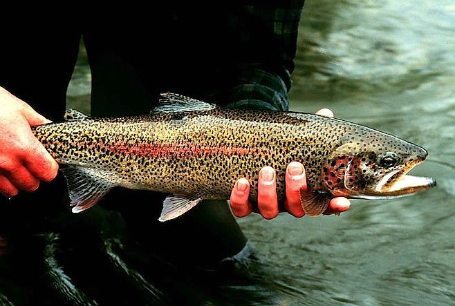 “Rainbow trout numbers dwindling in remote locations where they were once plentiful”