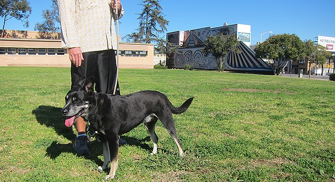 Sasha enjoys the lawn south of Alice Birney with her respectful owner.