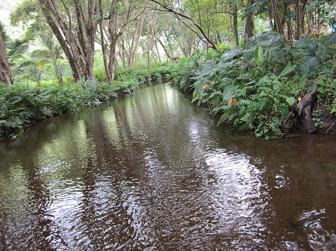 Waipi'o Valley stream