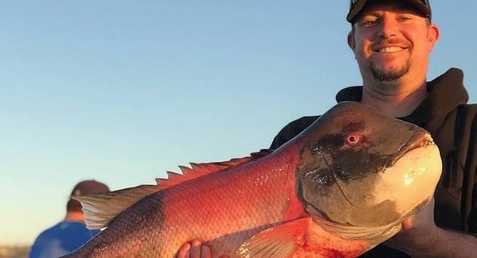 21.3 lb sheephead caught aboard the Dolphin