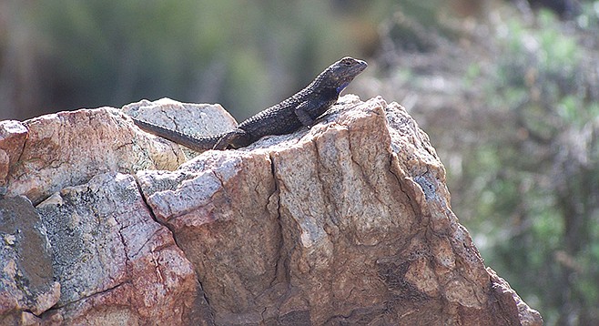A western fence lizard keeps watch on his territory