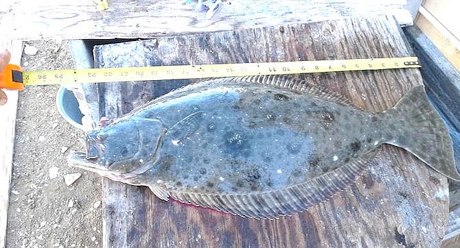 25-inch halibut caught in Baja surf