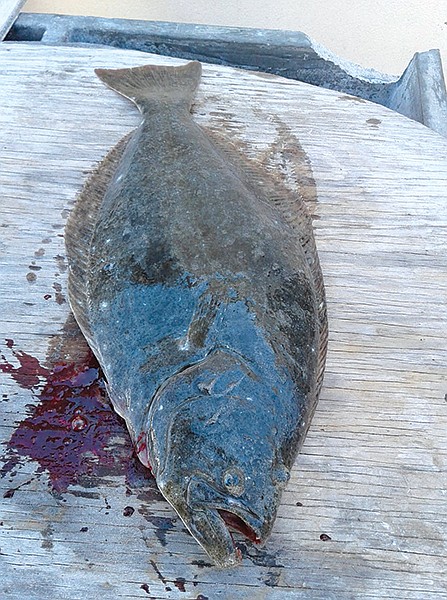 A 20 inch, platter-sized halibut from the beach, and on the menu in Baja Sur