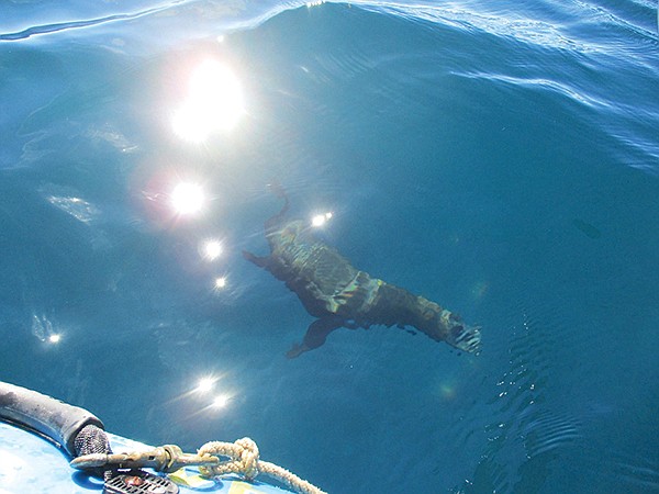 Playful sea lions can get close to the kayak, 
especially when near Isla Asunción.
