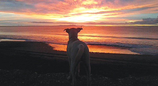 Sunrise and the dogs know they’ll soon get to romp on the beach while I fish.