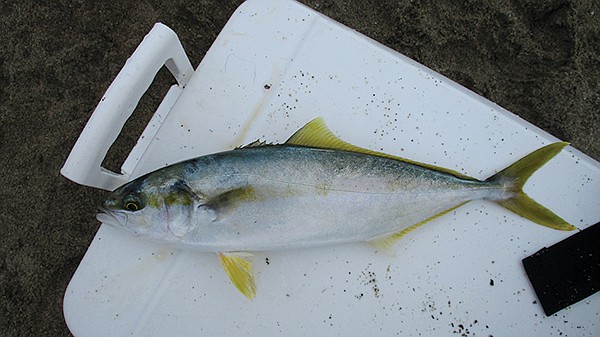 This very small yellowtail attacked the lure 
so violently that it couldn’t be released.