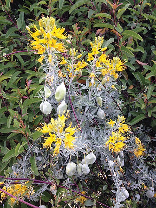 Bladderpod is found on the trail