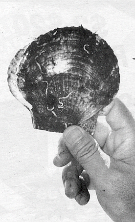 A rock scallop’s shell acts as a glue as it grows.
