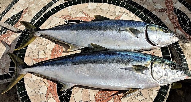 Asunción tin boat angler Ross Zoerhof caught these two beefy yellowtail.