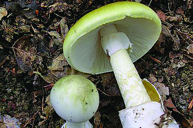 Mushrooms at the Annual Fungus Fair