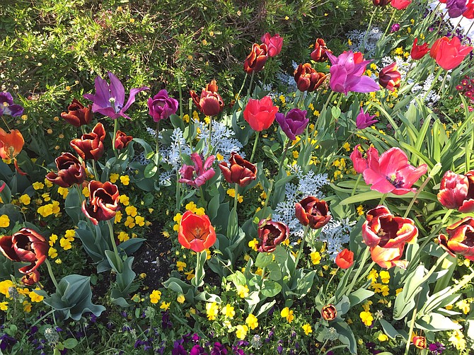 Blooming flowers in April (in Avignon, France).