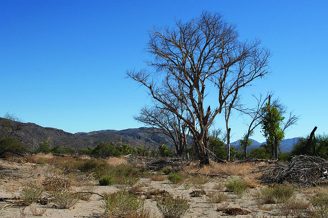 The dead and dying trees in Sentenac Cienega