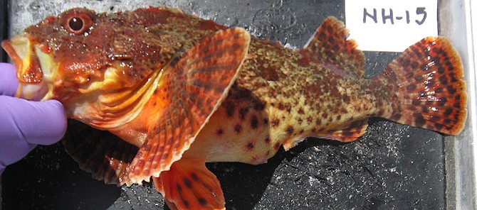 Scorpaena guttata, commonly called sculpin or California scorpionfish
