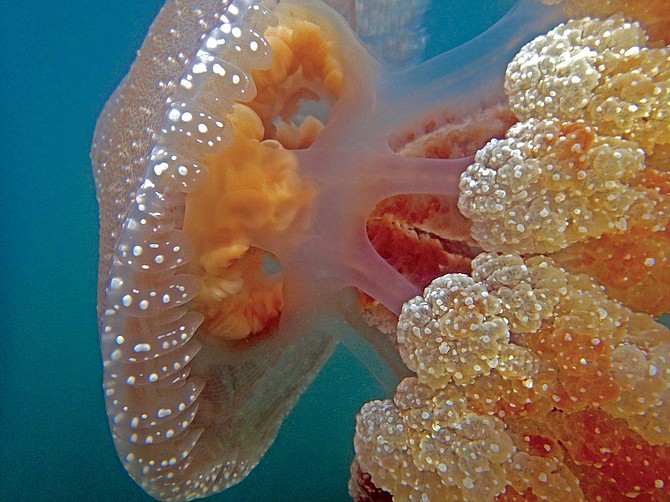 Australian Spotted Jelly, Phyllorhiza puntata, October 14, 2015, San Diego Bay