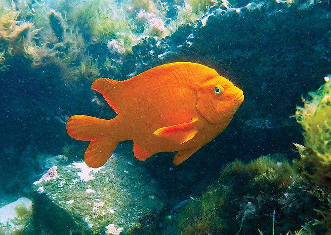 Garibaldi, Hypsypops rubicundus, March 12, 2015, in the rocks covering the outfall below the Pt. Loma sewage treatment plant