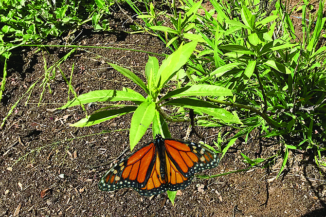 Steve’s one remaining Milkweed plant. Monarch caterpillars need them to survive