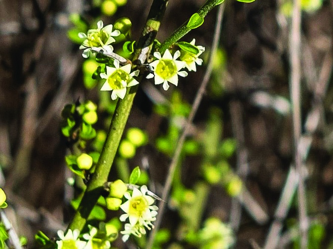 Flowering spineshrub is in the buckthorn family