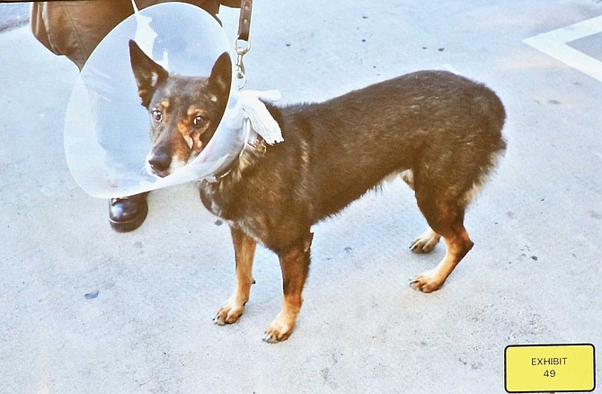 Banjer wore a cone, after his stab wound was stapled.