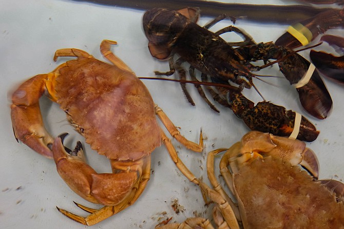 Lobster and crab in a Top Choice Fish live tank