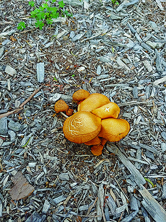 Don’t eat wild mushrooms on the trail as many species are poisonous