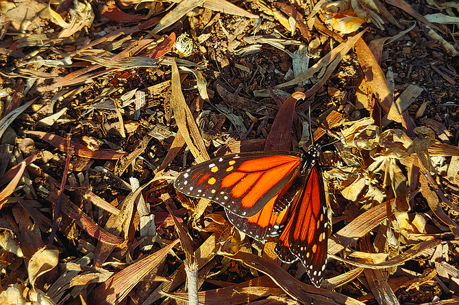 Watch for monarch butterflies on the trail