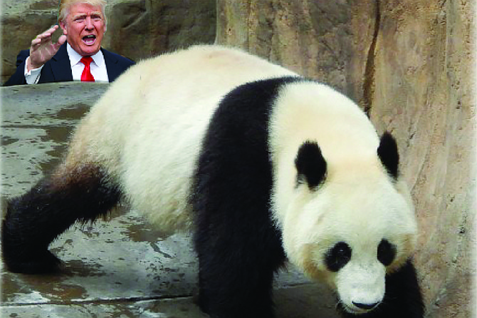 Trump: “No, no, Bai Yun! When I said I wanted to stop Chinese imports from displacing American goods, I wasn’t talking about you! Please come back! Don’t leave us with only Yogi and Boo-boo for ursine amusement and delight!”