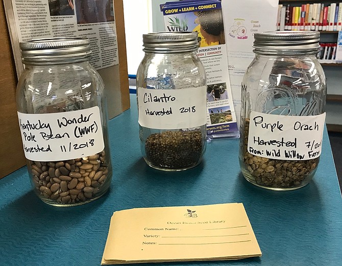 Photo: A member donated Torrey Pine seeds from a 100-year-old tree on ...