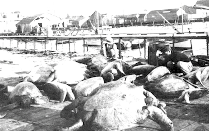 Turtles at San Diego wharf, c. 1910 - Image by San Diego Historical Society