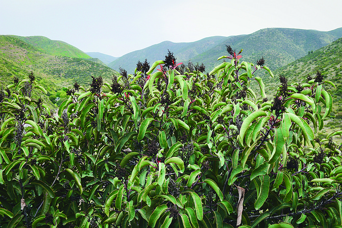 Laurel sumac is a typical plant found on the mountain